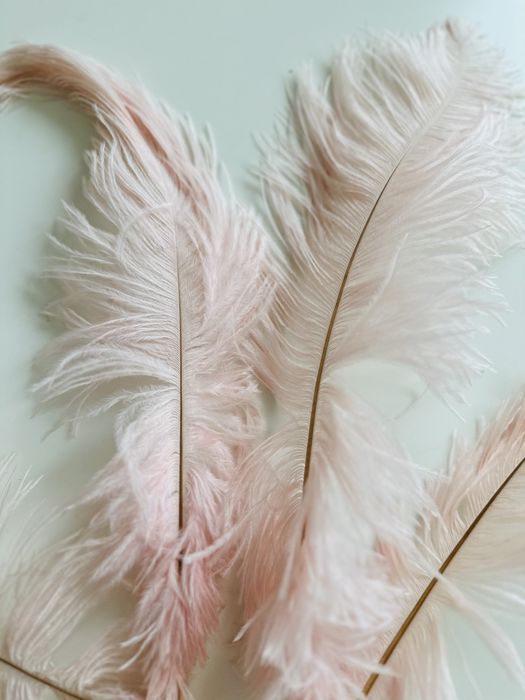 Strusie piora ozdobne teatralne 1 sztuka 20 zł