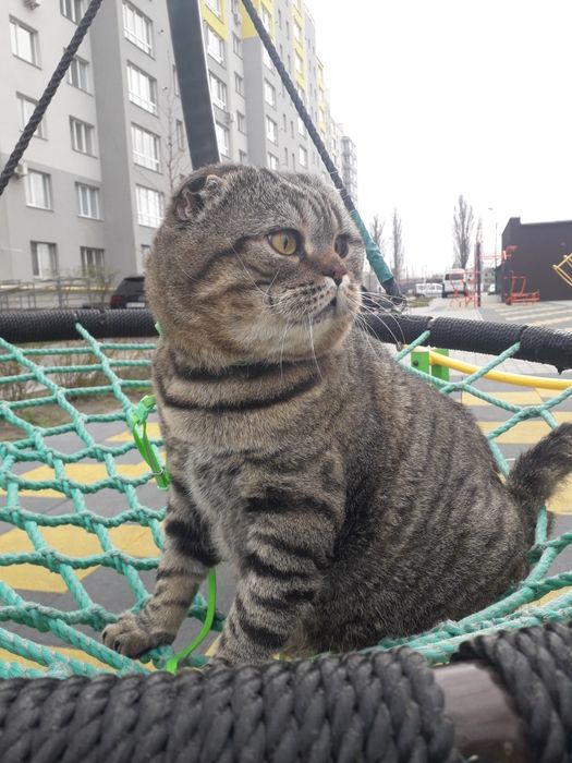 Вязка Кіт шукає наречену