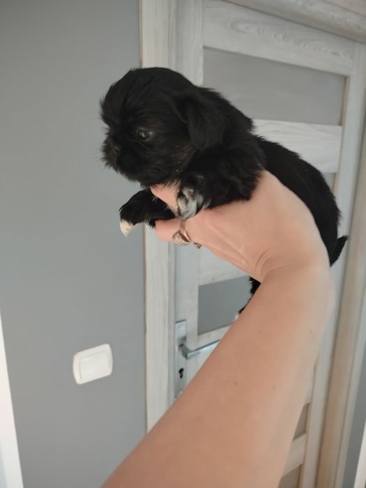Shih Tzu samiec czarny