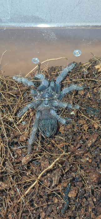 Lasiocyano (ex. Pterinopelma) Sazimai