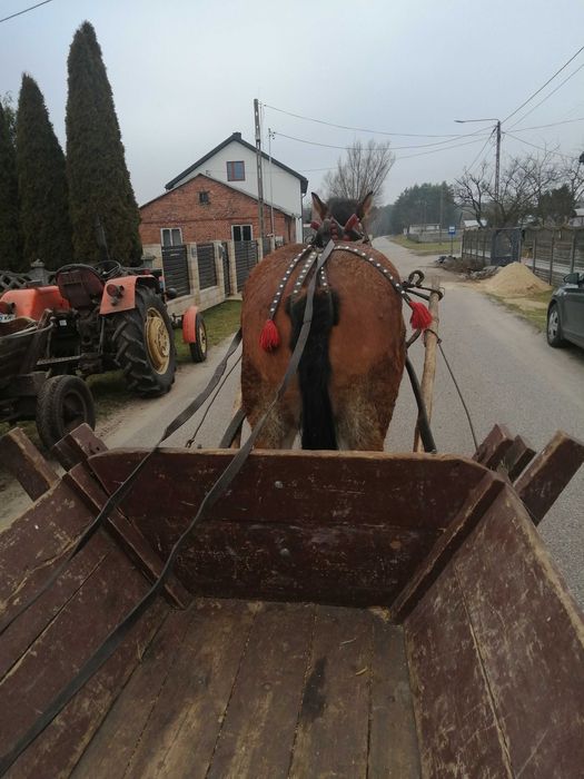 Sprzedam klacz gniadą 8 lat