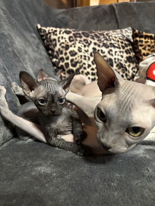 Sfinks kanadyjski kocurek