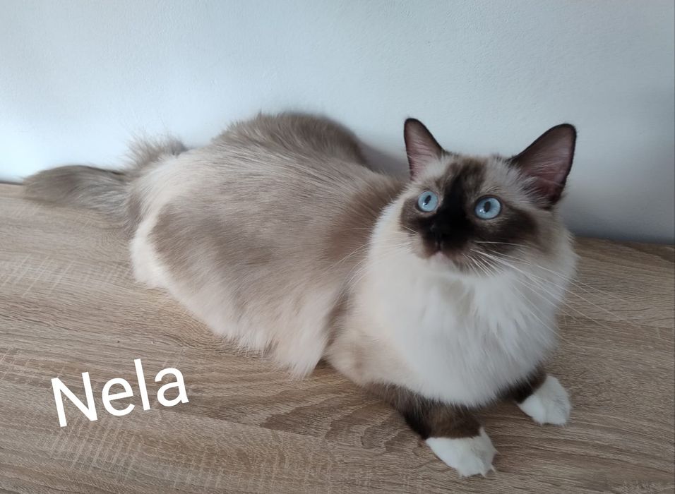 Kinder Ragdoll Bicolor, rodowód