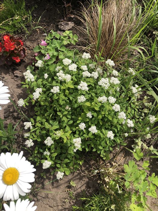 Карликова  спірея ЗКС