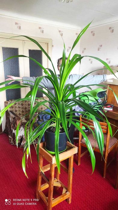 Древовидное растение панданус (Pandanus)