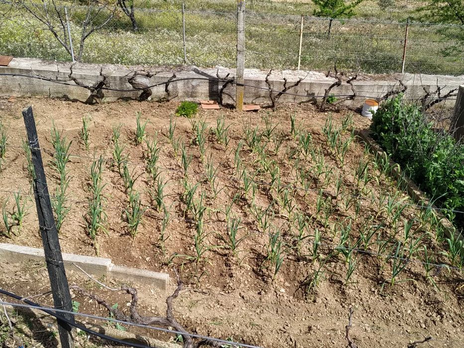 Terreno Agrícola