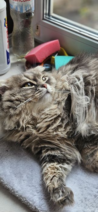 В'язка молодого шотландського кота