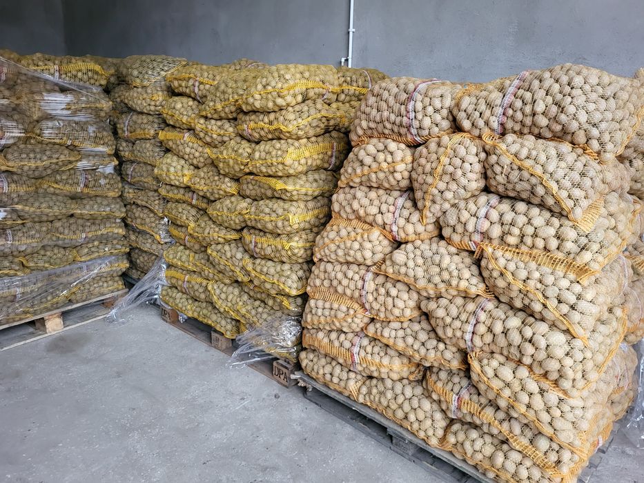 Ziemniaki paszowe , buraczki paszowe ,marchew