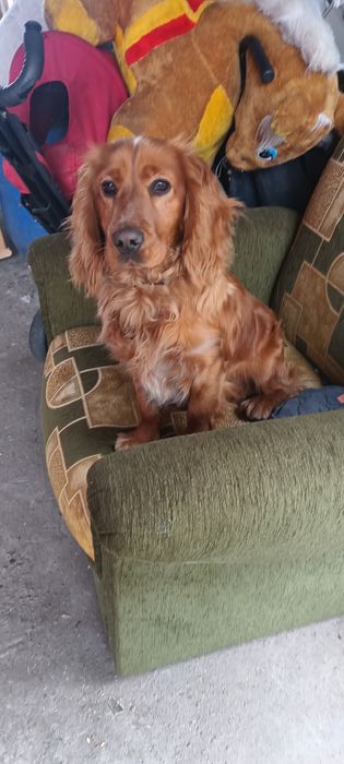 Продам щенка 8 месяцев