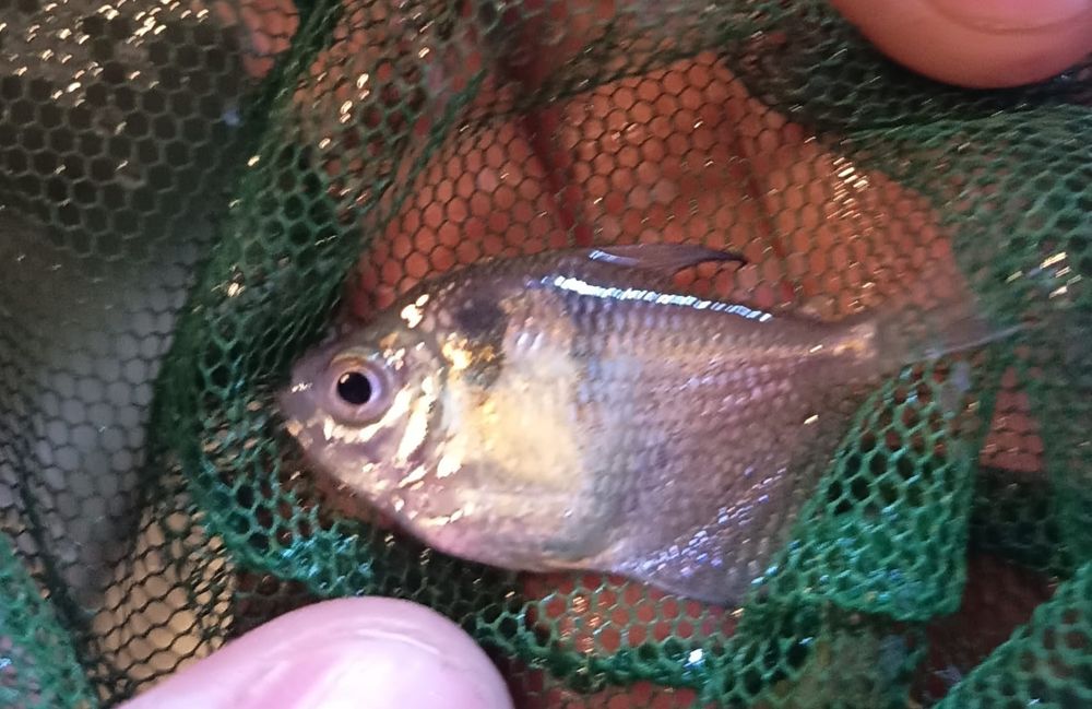 Ofereço peixe da espécie popttela