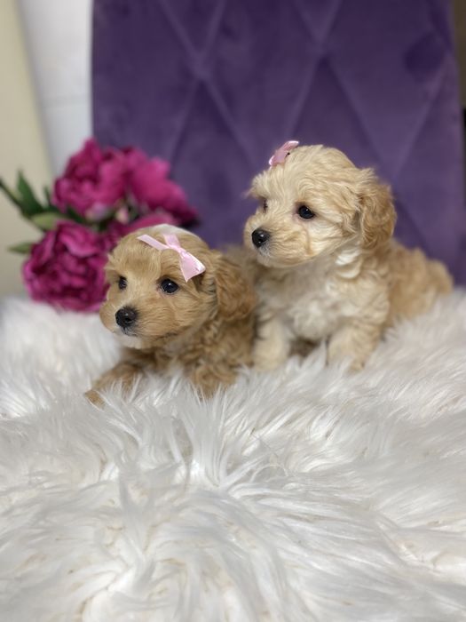 Міні мальтіпу