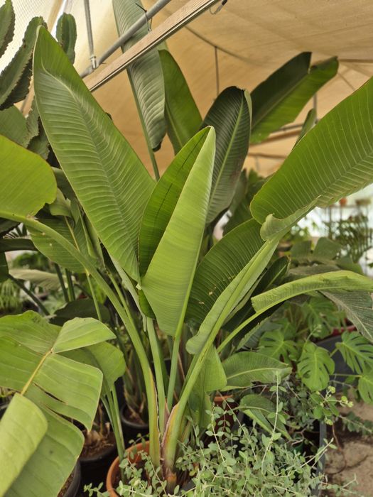 Planta  Natural / Strelitzia Nicolai / Decoração  / Jardim