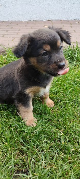 Oddam piesków dobre ręce