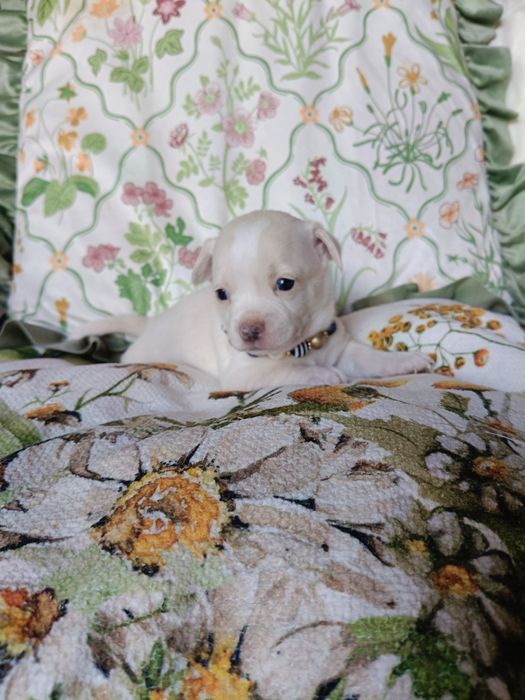 Chihuahua piesek