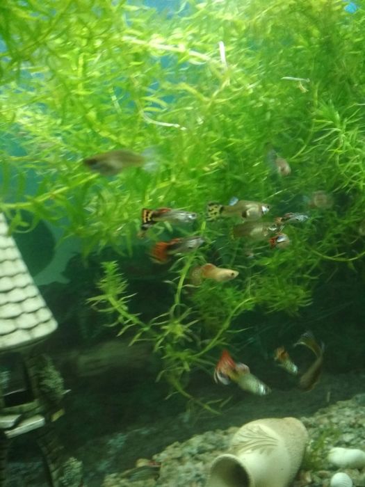 Продам рибок гуппі  , гуппи