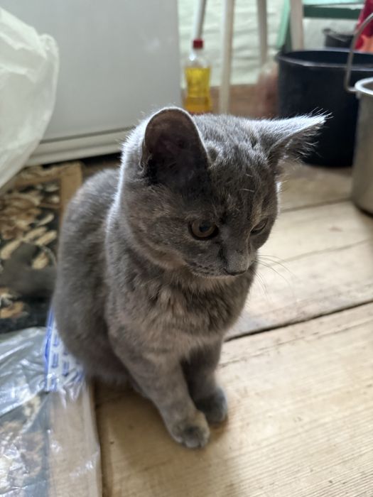 Віддам в хороші руки