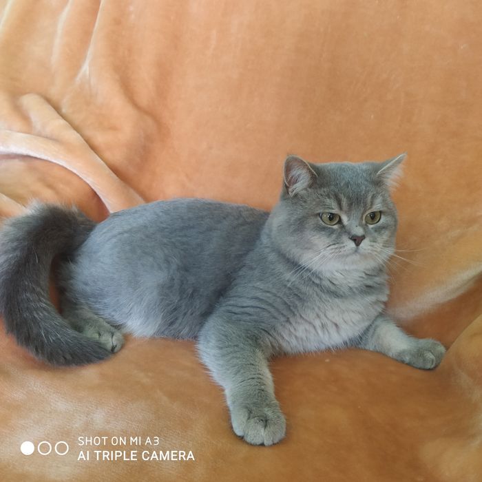 В'язка .  Кіт   чекає на   свою  даму ..