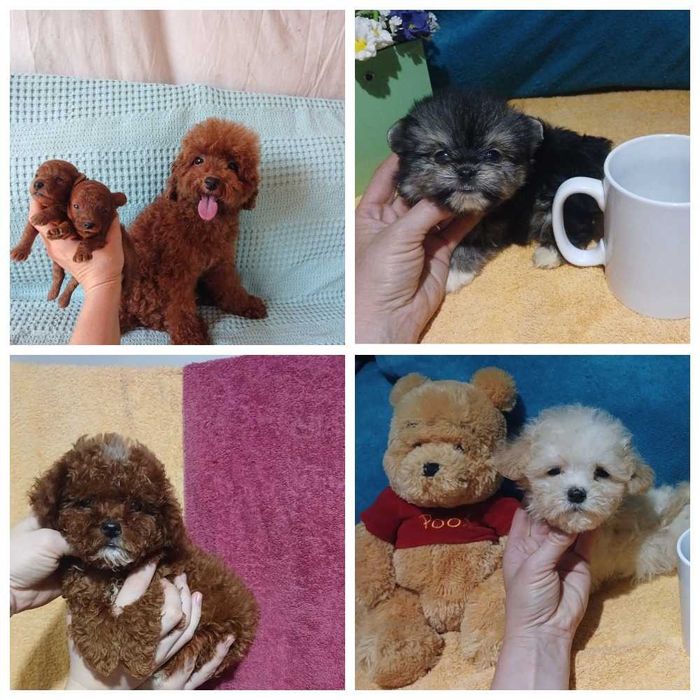 Мишки мишки С ладошку Самые кукольные личики Мальтипу и той пуделя