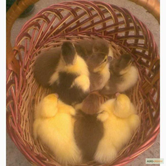 Инкубационное яйцо индоуток