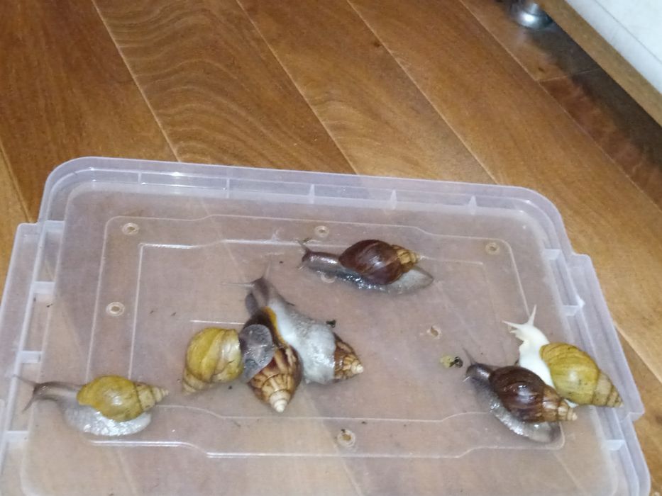 Равлики Ахатіни