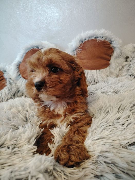 Cavalier-pudel-cavapoo