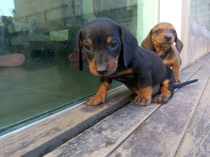 Такса — ідеальний компаньйон для дому