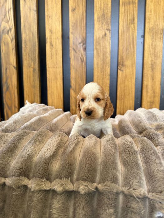 Cocker Spaniel Angielski