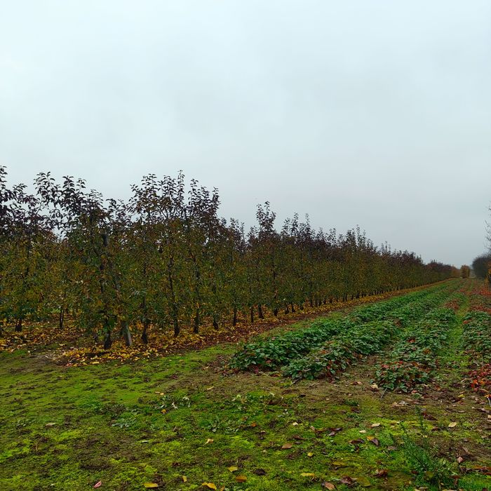 Sprzedam gospodarstwo