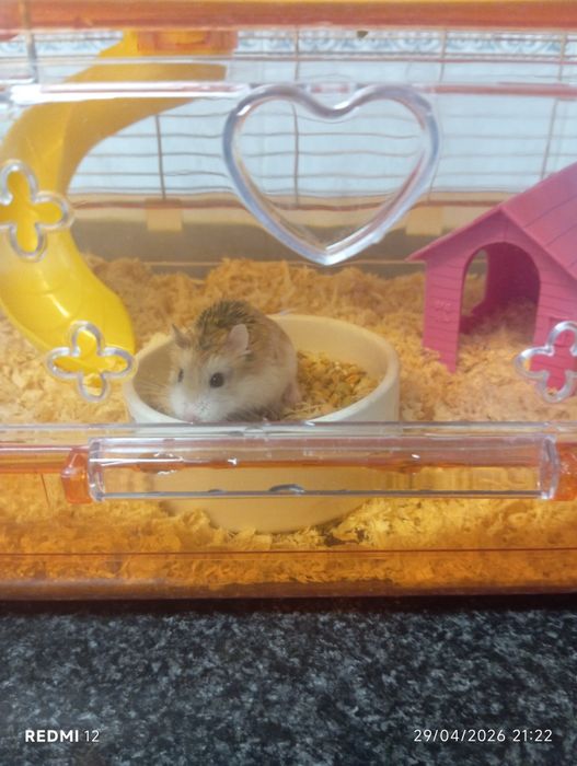 Hamsters para adoção