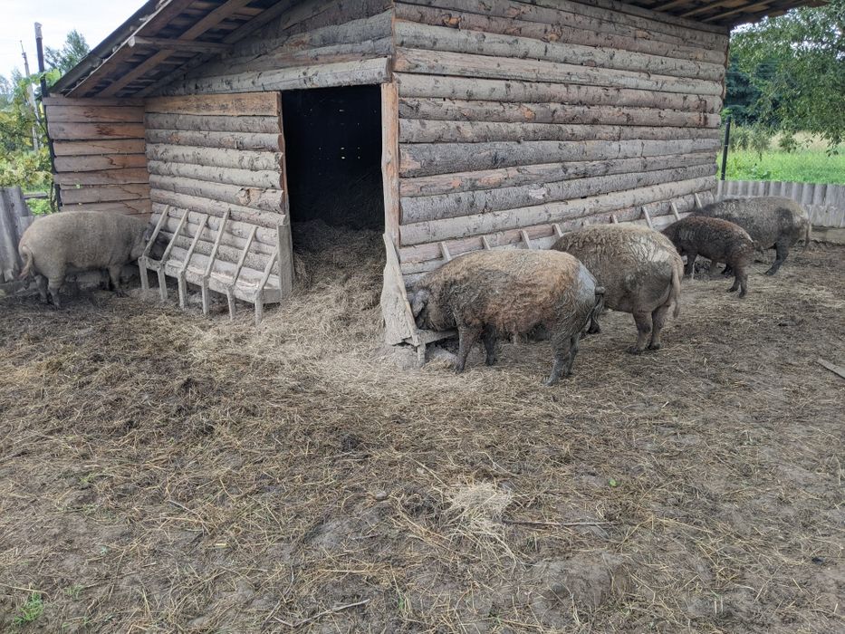 Венгерської мангалиця