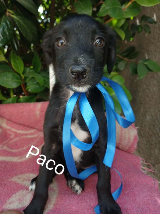 Paco para adoção muito responsável