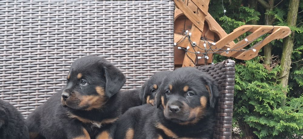 Rottweiler z metryką