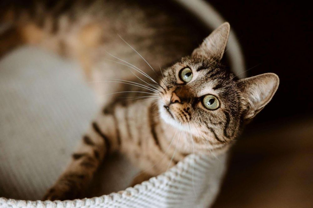 Cudowna, bura klasyka- Dziewczyny szukają domu.