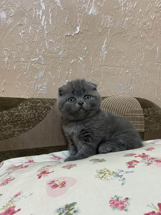 Шотландський висловухий хлопчик