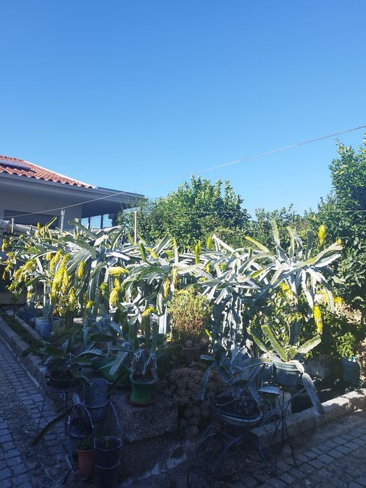 Planta pitaya polpa branca
