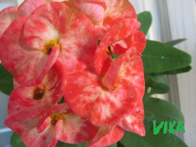 Молочай Миля крупноцветковый Эуфобия Міля