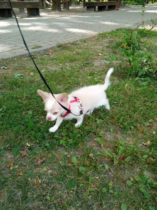 Дівчинка чіхуа довгошерста