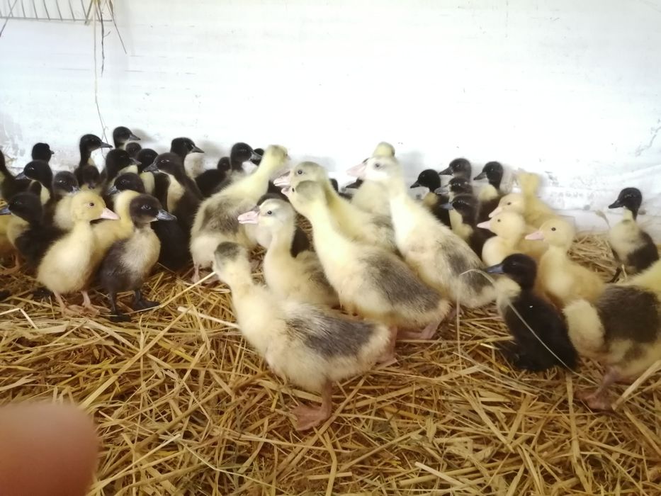 Gęsi Kołudzkie Landes Kubańskie Garbonose Podkarpack