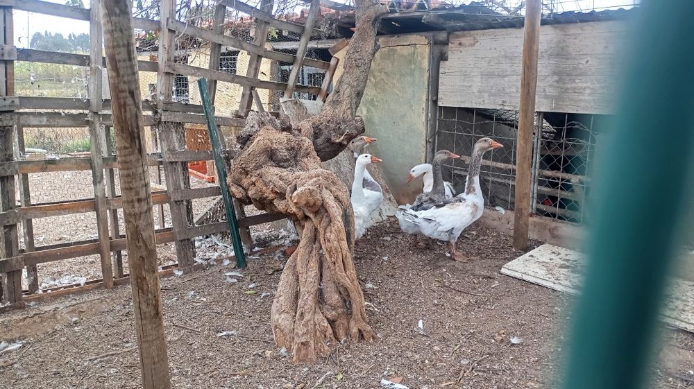 Pavões, patos, gansos,caturras etc