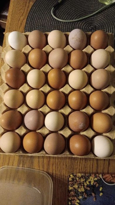 Jajka wiejskie z wolnego wybiegu