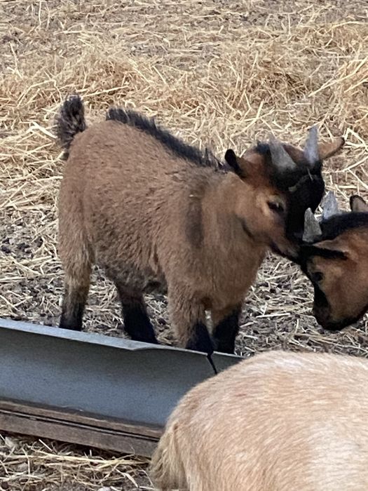 Cabras anas machos e femeas