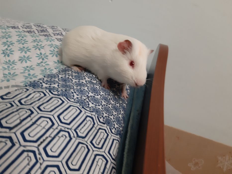 Морська свинка
Віддаєм