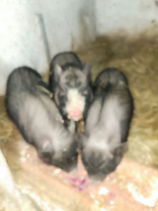 Продам 3 роз місячну свинку вєтнамська порода