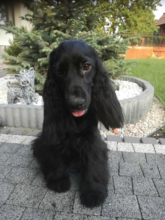 Suczka cocker spaniel angielski 5 lat do Adopcji za darmo