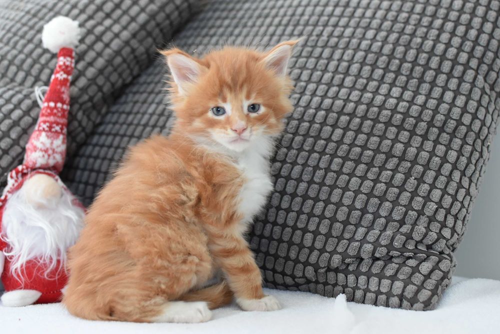 Kocurek Maine Coon/Rodowód FPL