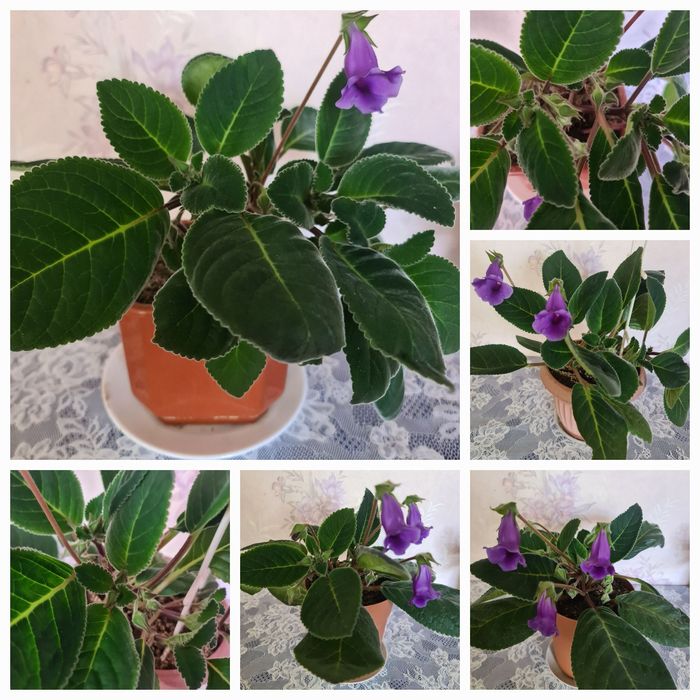 Тидея, комнатный цветок