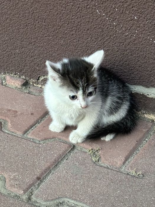 Oddam małe kotki