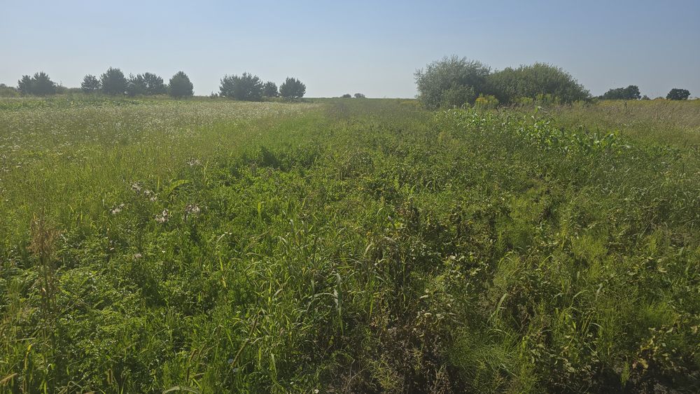 Терміновий продаж земельної ділянки в Новій Українці !!!