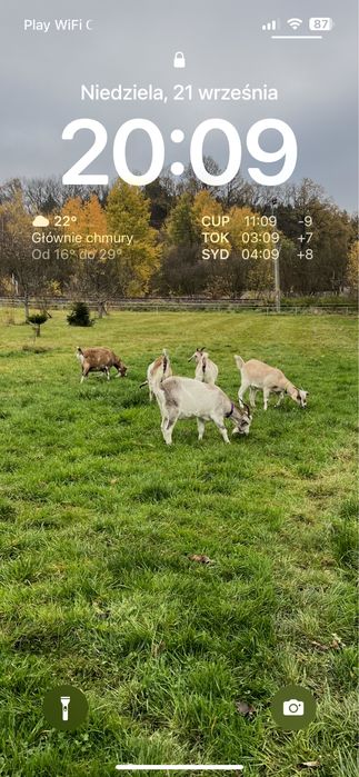 Mleko kozie bez zapachowe