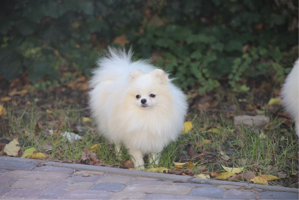 Хлопчик померанец міні